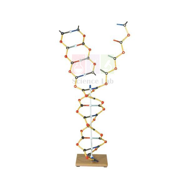 DNA-RNA Model